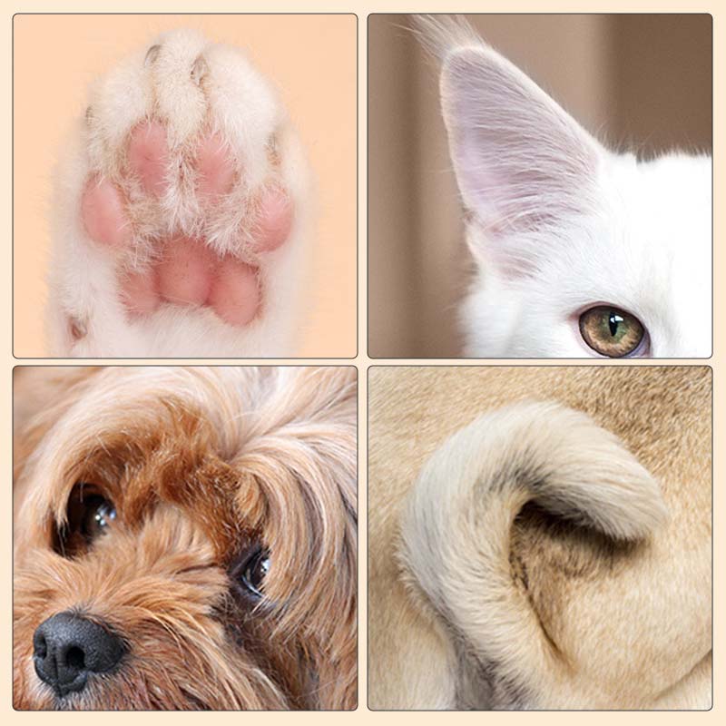 Zones à entretenir : coussinets, oreilles, contour des yeux, queue