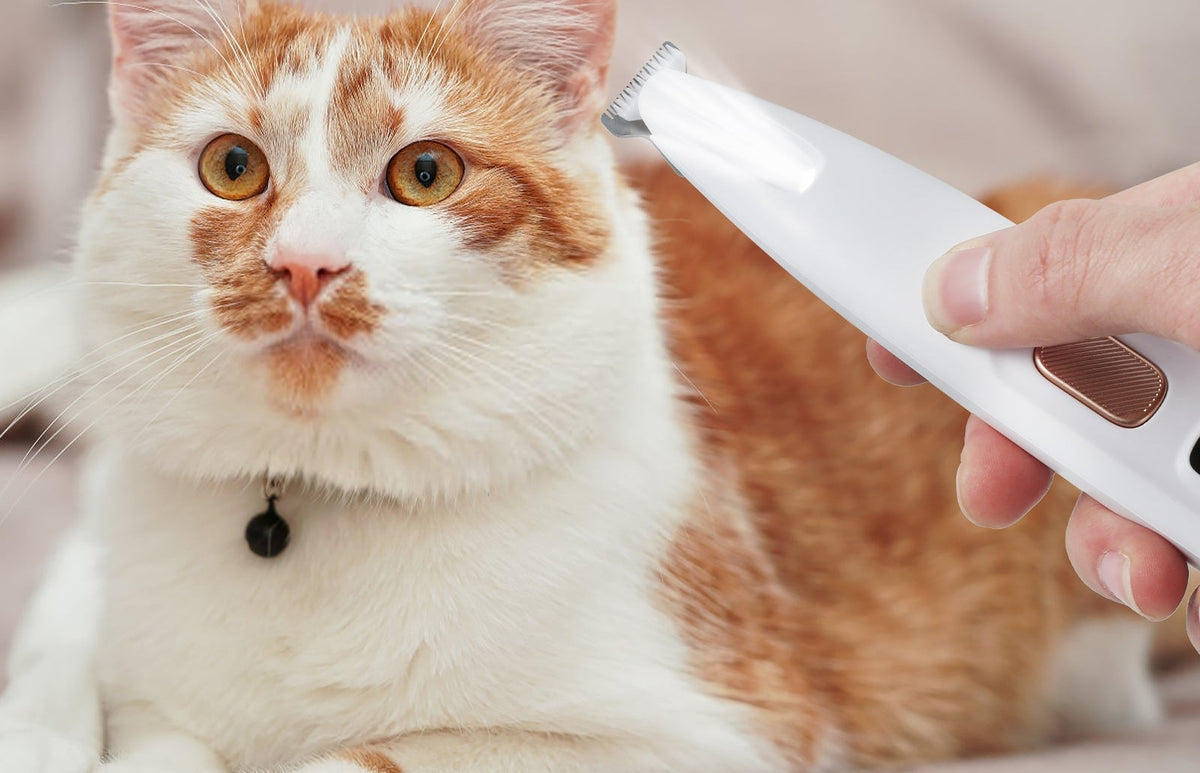 Chat roux et blanc pendant la tonte avec la tondeuse Patoune